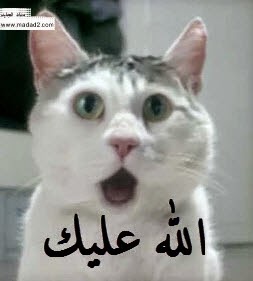 صور تعليقات وردود للفيس بوك