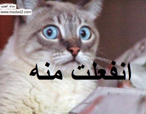 صور تعليقات وردود للفيس بوك