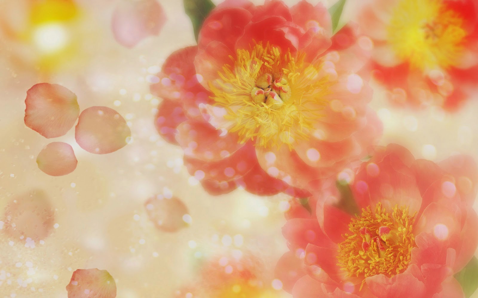 خلفيات ورود عالية الدقه 2015